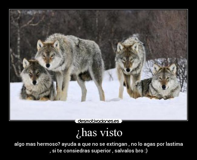 ¿has visto - algo mas hermoso? ayuda a que no se extingan , no lo agas por lastima
, si te consiedras superior , salvalos bro :)