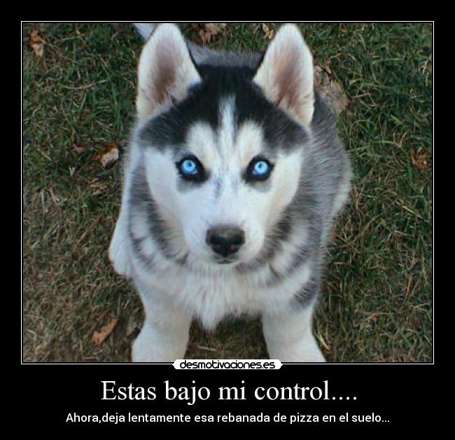carteles nam nam husky crislang ojos misteriosos desmotivaciones