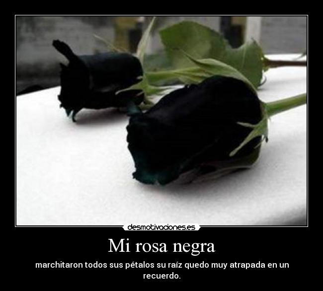 carteles ros negra desmotivaciones