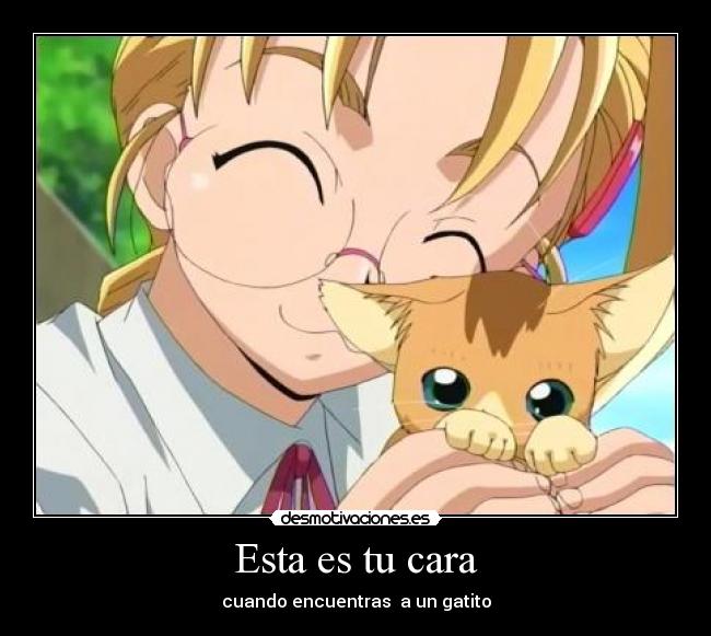 Esta es tu cara - cuando encuentras a un gatito