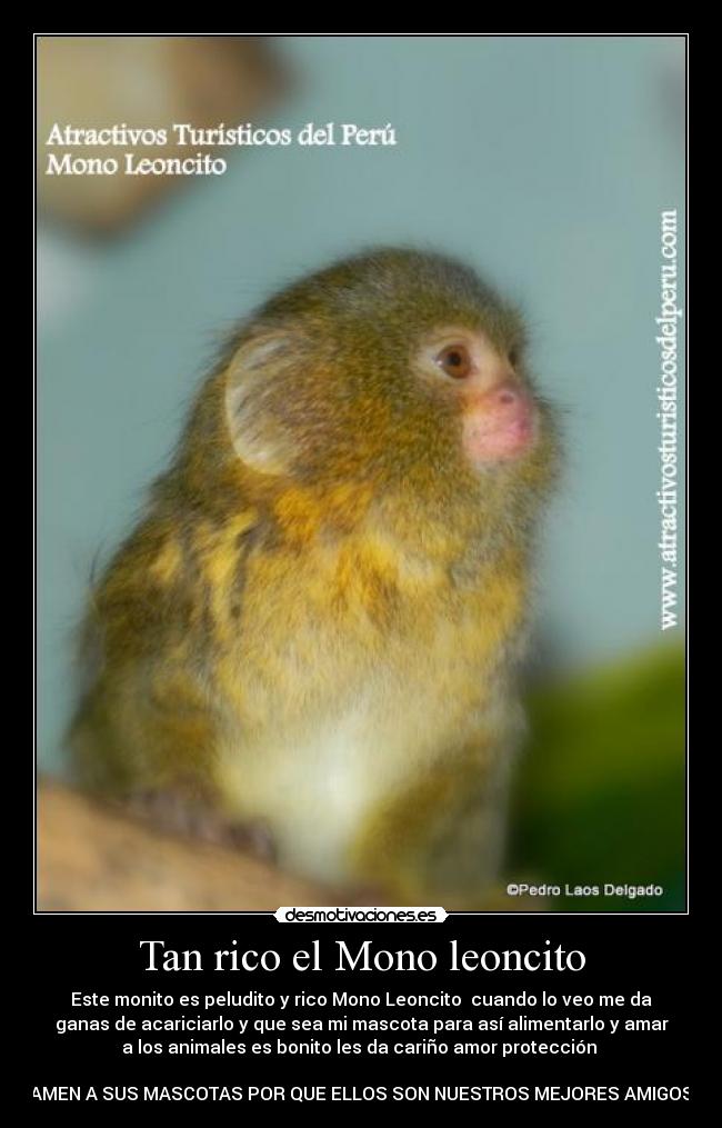 Tan rico el Mono leoncito -