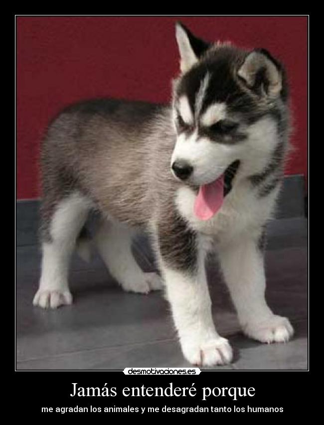 Jamás entenderé porque - me agradan los animales y me desagradan tanto los humanos
