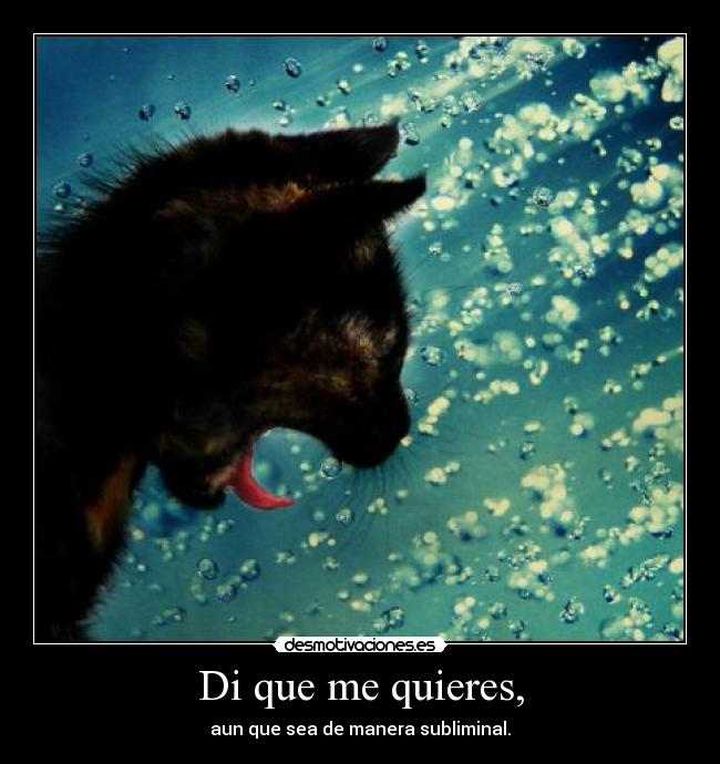 Di que me quieres, -