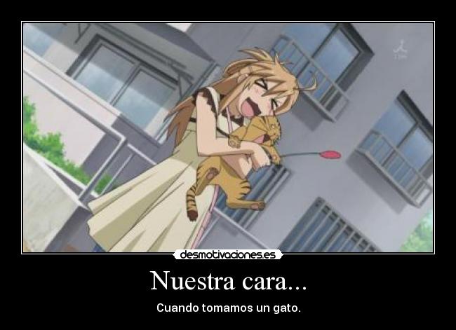 carteles gatos anime desmotivaciones