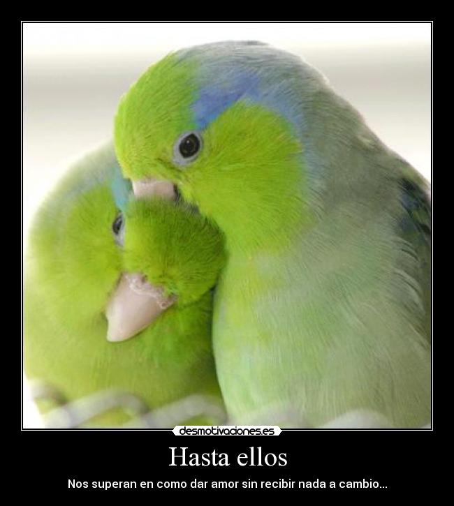Hasta ellos - Nos superan en como dar amor sin recibir nada a cambio...