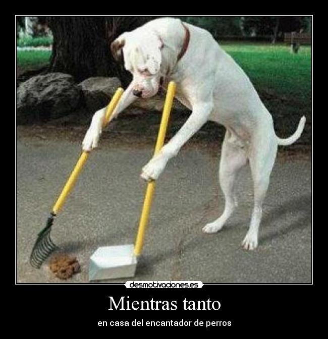 Mientras tanto - en casa del encantador de perros