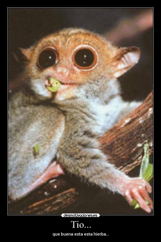 Tio... - que buena esta esta hierba...