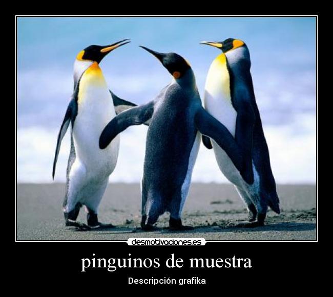 pinguinos de muestra - Descripción grafika