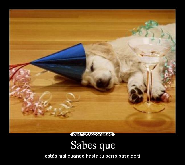 Sabes que - estás mal cuando hasta tu perro pasa de tí