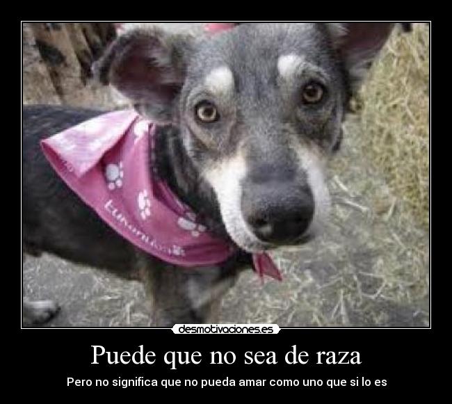 carteles perro raza tin desmotivaciones