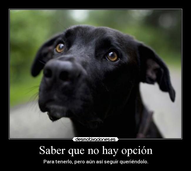 Saber que no hay opción -