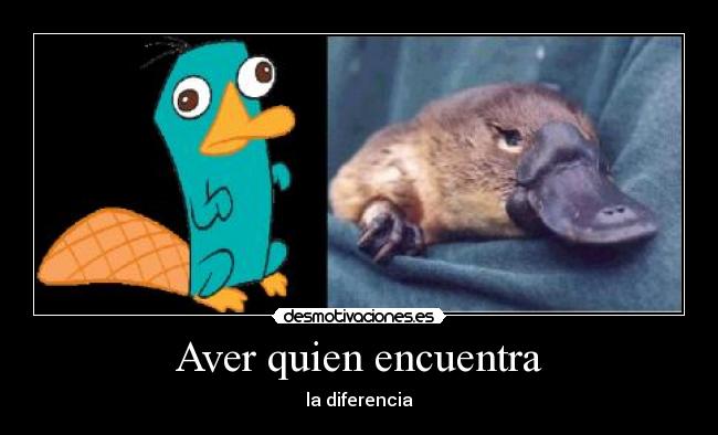 Aver quien encuentra -