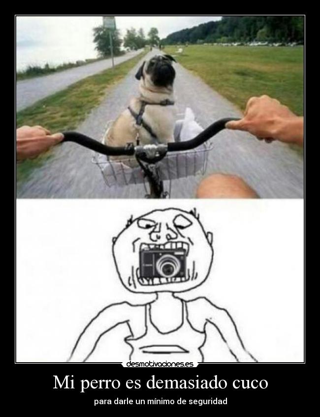 Mi perro es demasiado cuco -