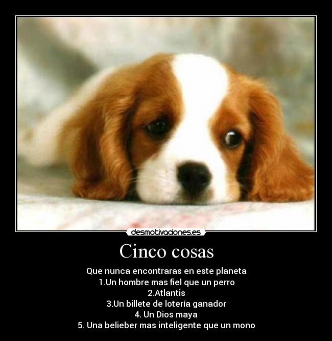 carteles perrito nunca encontraras una belieber mas inteligente que mono desmotivaciones