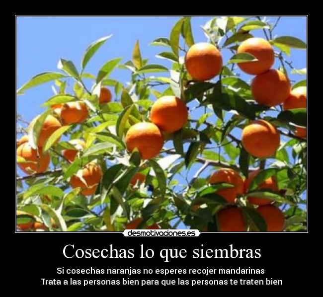 Cosechas lo que siembras - Si cosechas naranjas no esperes recojer mandarinas  Trata a las personas bien para que las personas te traten bien