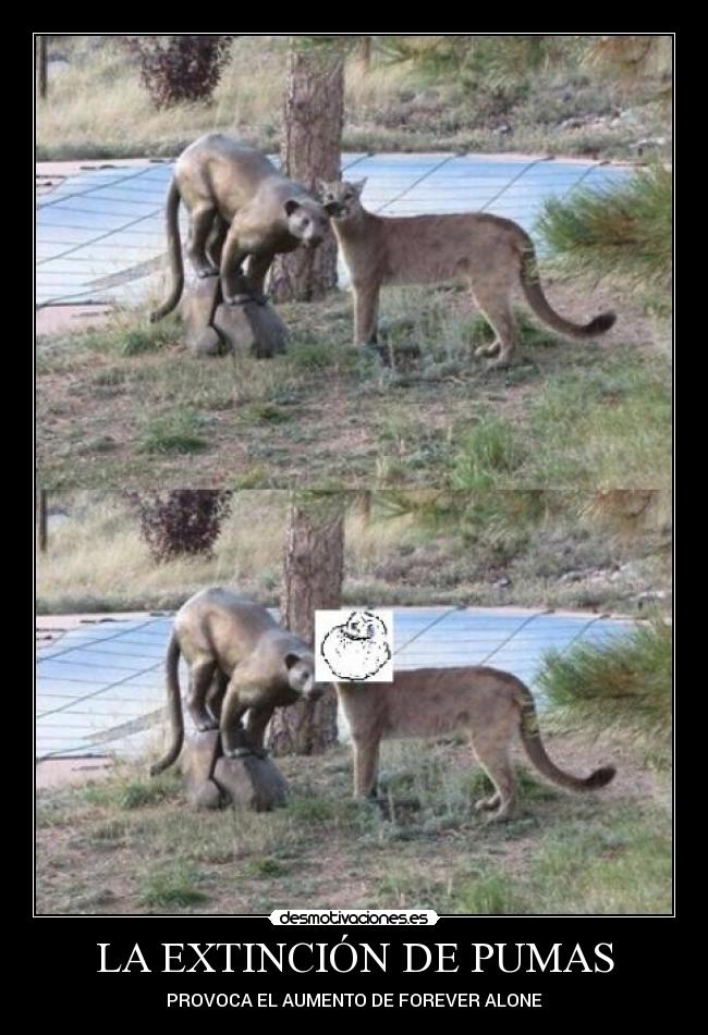 LA EXTINCIÓN DE PUMAS - PROVOCA EL AUMENTO DE FOREVER ALONE