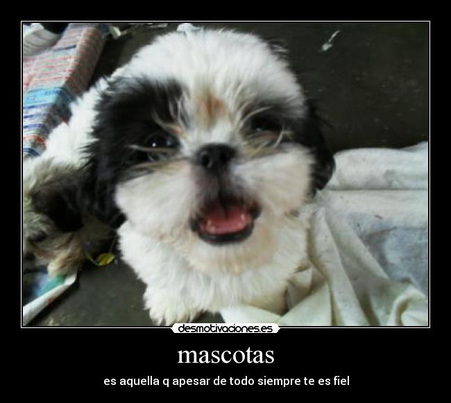 mascotas -