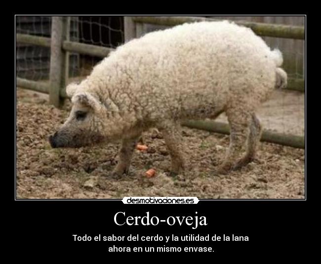 Cerdo-oveja -