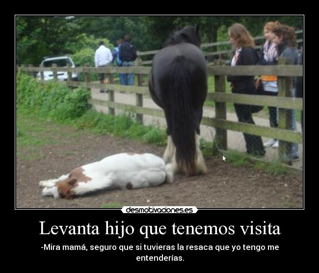 Levanta hijo que tenemos visita - -Mira mamá, seguro que si tuvieras la resaca que yo tengo me entenderías.