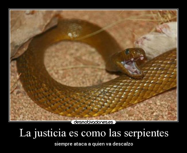 La justicia es como las serpientes - siempre ataca a quien va descalzo