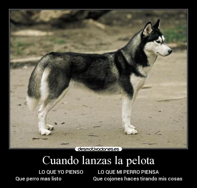 carteles perros husky desmotivaciones