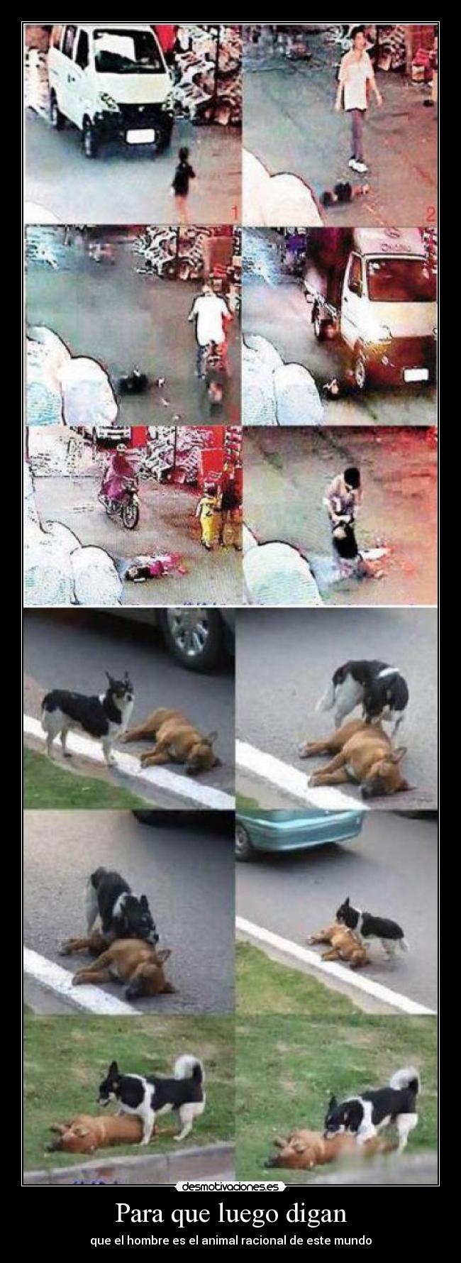 Para que luego digan - que el hombre es el animal racional de este mundo