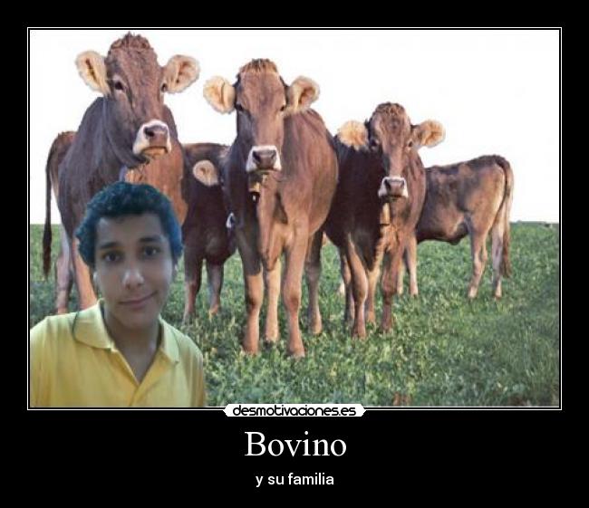 Bovino - y su familia