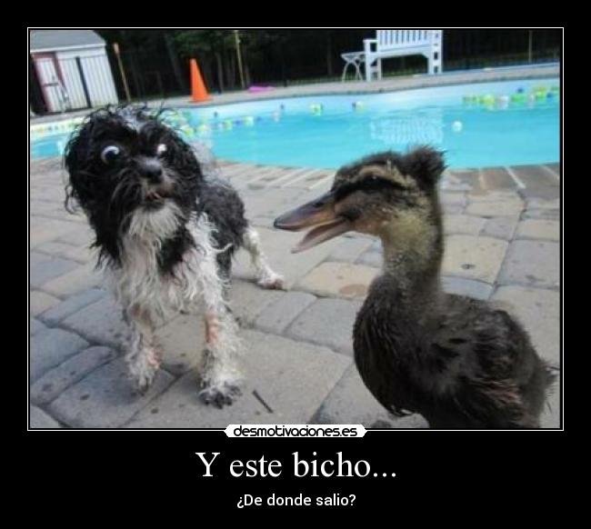 Y este bicho... - ¿De donde salio?