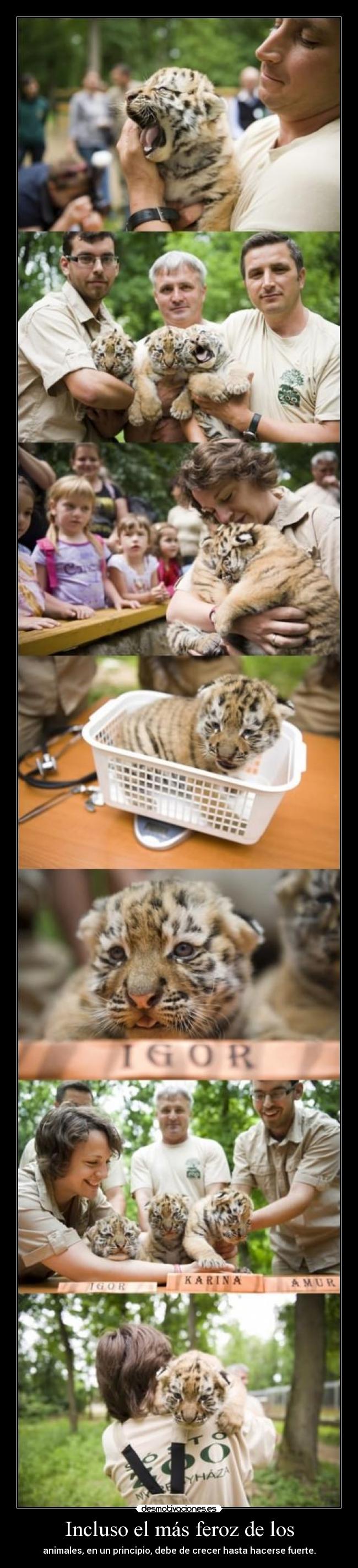 Incluso el más feroz de los - animales, en un principio, debe de crecer hasta hacerse fuerte.