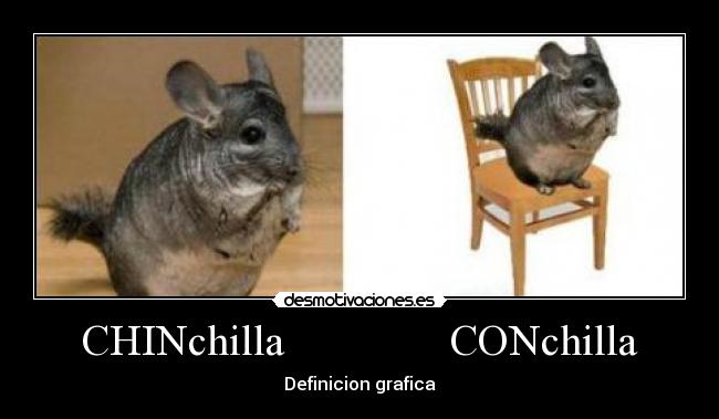 CHINchilla               CONchilla - 