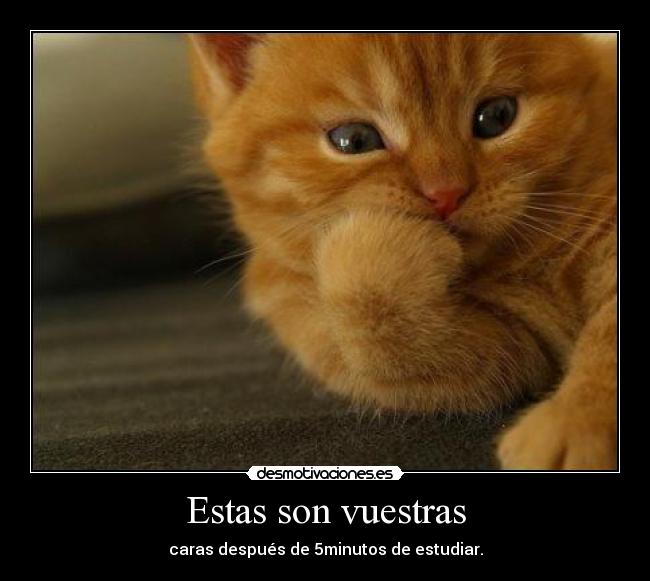 Estas son vuestras -