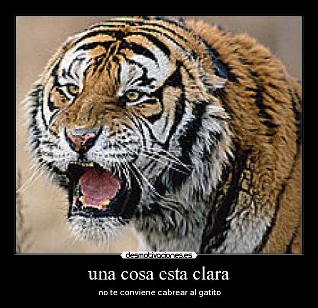 una cosa esta clara - no te conviene cabrear al gatito