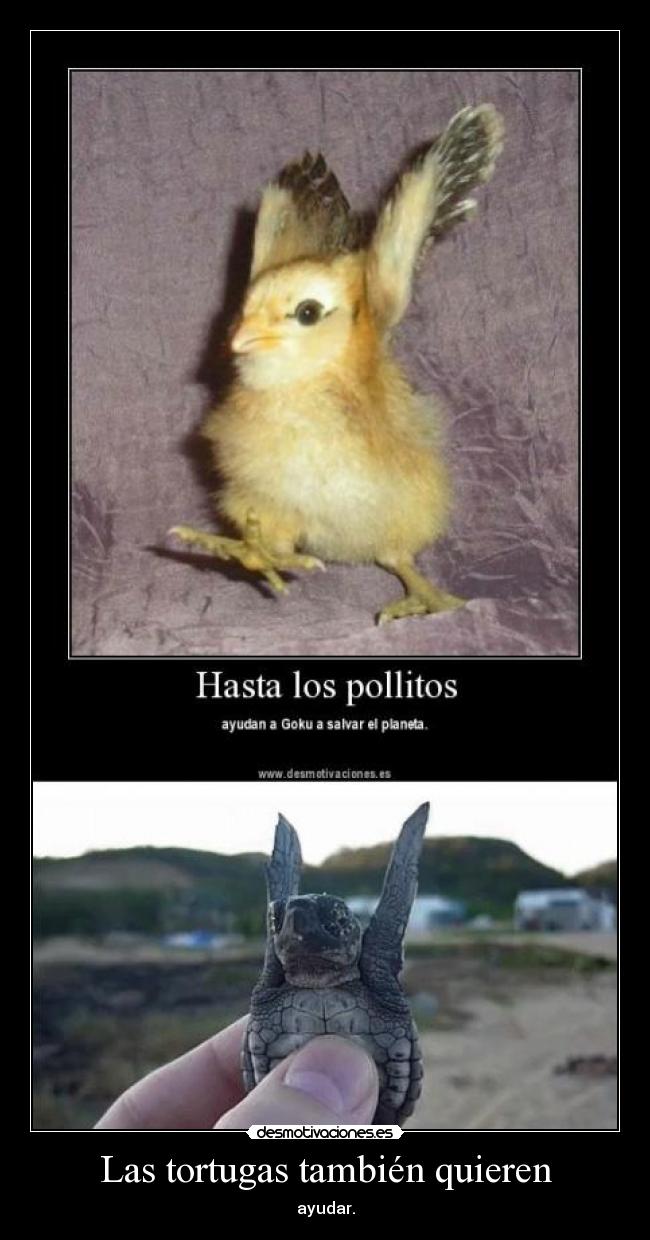 Las tortugas también quieren - ayudar.