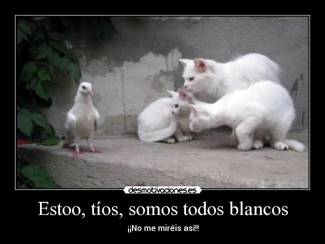 Estoo, tíos, somos todos blancos - ¡¡No me miréis así!!