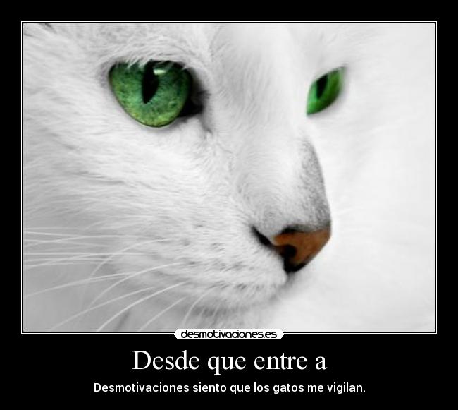 carteles gatos desmotivaciones