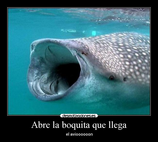 Abre la boquita que llega - 