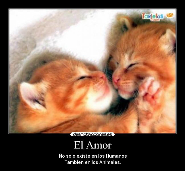 El Amor -