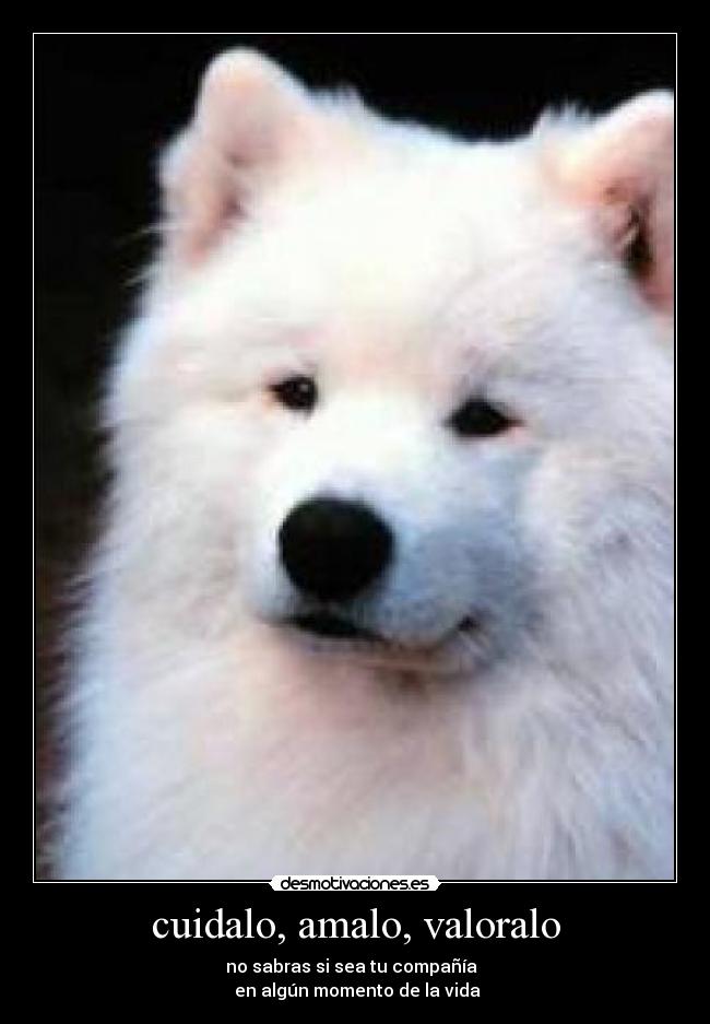 cuidalo, amalo, valoralo -