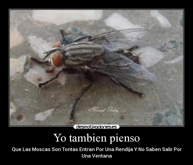 Yo tambien pienso - Que Las Moscas Son Tontas Entran Por Una Rendija Y No Saben Salir Por
Una Ventana