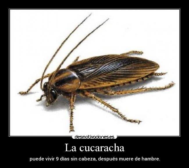 carteles cucaracha desmotivaciones