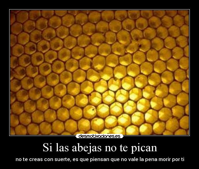 Si las abejas no te pican - no te creas con suerte, es que piensan que no vale la pena morir por ti