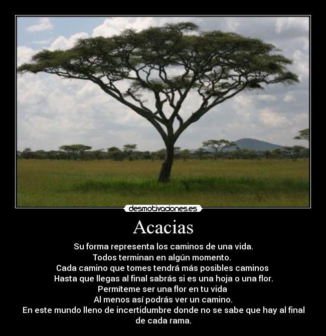 Acacias - Su forma representa los caminos de una vida.
Todos terminan en algún momento. 
Cada camino que tomes tendrá más posibles caminos 
Hasta que llegas al final sabrás si es una hoja o una flor.
Permíteme ser una flor en tu vida 
Al menos así podrás ver un camino.
En este mundo lleno de incertidumbre donde no se sabe que hay al final de cada rama.