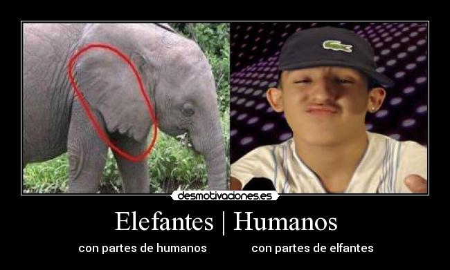 Elefantes | Humanos -