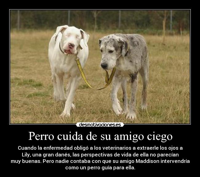 Perro cuida de su amigo ciego -