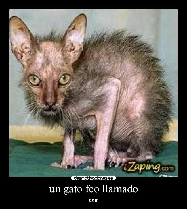 un gato feo llamado - adin