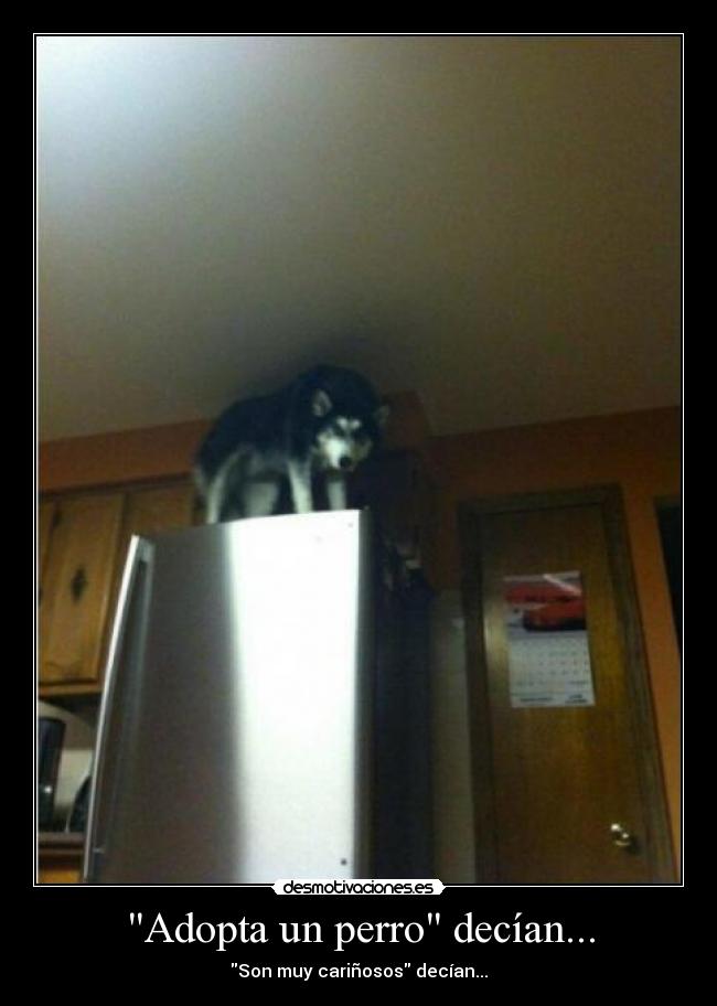 Adopta un perro decían... - Son muy cariñosos decían...