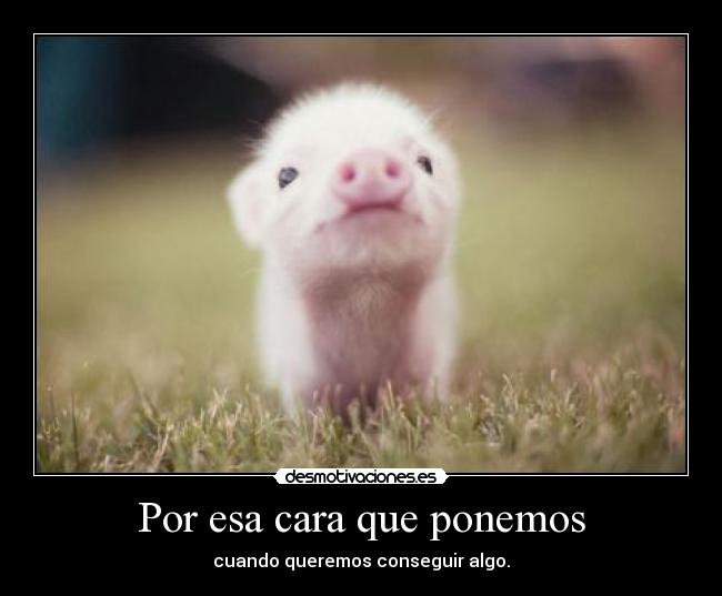 Por esa cara que ponemos - cuando queremos conseguir algo.