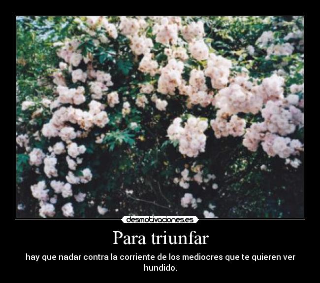 Para triunfar - hay que nadar contra la corriente de los mediocres que te quieren ver hundido.