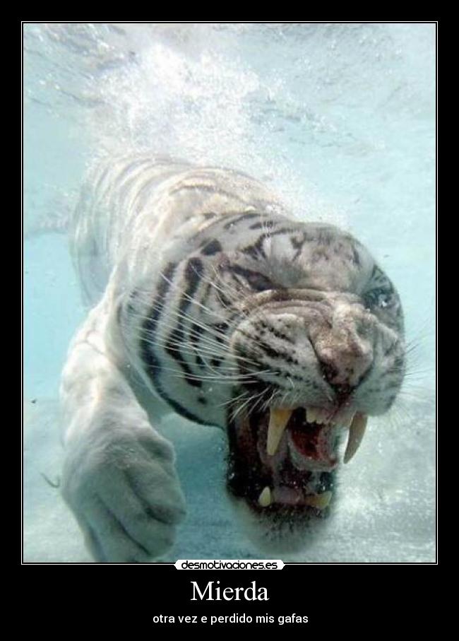 Mierda - otra vez e perdido mis gafas