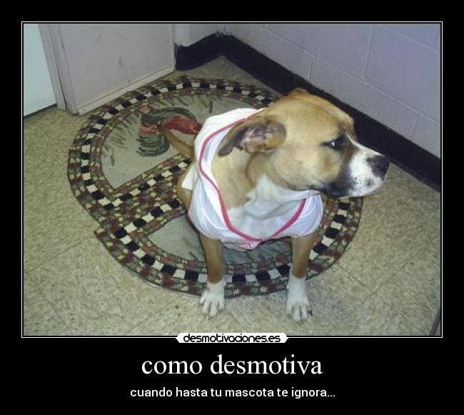 como desmotiva - cuando hasta tu mascota te ignora...